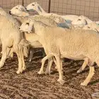 غنم حريات حرش دفيع ضان مقاني مراح