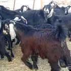 ماعز عارضي جروم 30 تحتها 7 معها 3 فحول معزا طيبه بالحيل