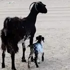 عنز بيشيه مرخه تحتها جفره