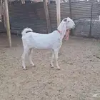 جماء برصاء دافع شرط 4 شهور باذن الله