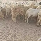 العدد 120 رأس دفيع ومضاريع أسنانها مراح