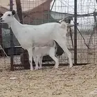 عنز خلفه تحتها تيس