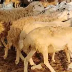 غنم حريه حرش صغار سن 17 بالفحل