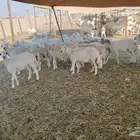 ضان خلفات حريات 47 تحتها 43