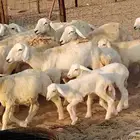 غنم حريه خلفات 22 بالفحل تحتها 21 من 1570 نهائي من شرا يربح