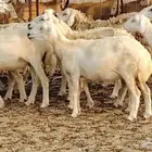 ضان حريه دفيع شرط 43 معها 2 فحول مولده منها 4