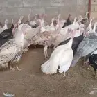 دجاج براهما دجاج رومي ارانب حمام سمك سلاحف سناجب وز عراقي