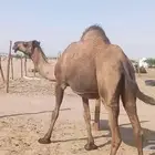 ناقه لقحه صفرا طيبه مشروطه