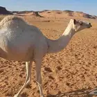 قعود مهجن ولد خطير