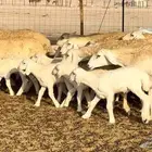 غنم حريات خلفات صنف عددها 30 معاها 30