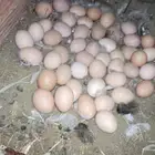 بيض لوهمان براون