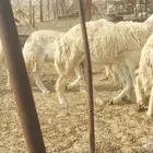 رخال صنف العدد 22 راس