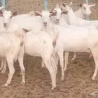 معزا بيشيه برص طيبه ماعز مقاني دفيع مراح بيشيات