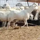 رفد البيع العدد 2