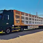 حائل الطول 17 متر العدد 300 راس غنم