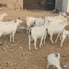 معزا بيشيات ولد ودفيع مراح واحد بفحلها طيبات للقناي