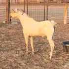 تيس فحل بيشي رباع نشيط وحار