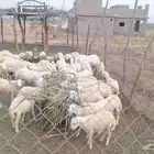 خرفان بلدي للبيع