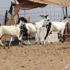 معزا بيشيات مرخ صنف فواخر دفع