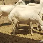غنم رفيديات دفيع على ولاده العدد 17