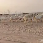 أعرض لكم غنم مراح واحد