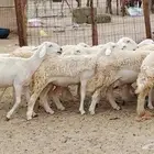 رخال مقاني من 1480 نهائي وغير قابل للتفاوض من شرا يربح