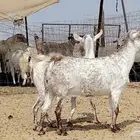 معزه مرخ للبيع