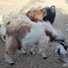 تيس فحل عارضي يتاوم سنه يمكن ثني ماهو كبير