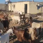 معزا مصريات مراح طيبات 8 معها 12 القناي مايفوتها