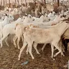 معزا بيشيات مراح 91 رأس دفيع ومضاريع ماعز بيشي للبيع