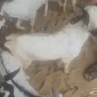 تيوس يمنيه 780 ريال