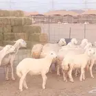 غنم حريات خلفات مقاني مراح ضان متابيع طيبه