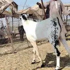 تيس بيشي كفو السن ثني