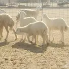 رخال صنف الصنف العدد 15 تحتها 8