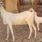 عنز بيشيه صنف ام توم عيالها كبار سنها توها سدس