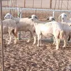 غنم حريات تم البيع