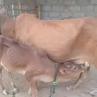 بقر للبيع