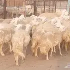 رخال حريات حرش من غنم طيبه ضان مقاني مراح صغار سن