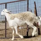 فحل حري صنف