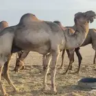 بعير فحل للبيع