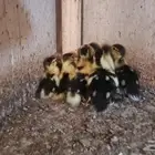 صوص بط للبيع