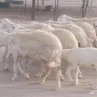 غنم حريات خلفات طيبه ضان مقاني مراح 15 تحتها 15 بهم