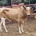 معنا ثنتين بقاير مضربه ومعنا جفار بيشي ومعنا كباش بيلدي