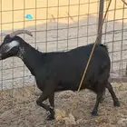 معزا حريه مضاريع من 550 ريال ماعز مقاني