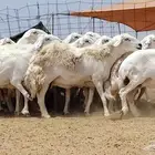 غنم حريات العدد 23 رأس تحتها 1