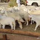 ضان حريه صغار 104 تحتها 70 بهمها لؤلؤ جواهر ضان للبيع