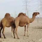 نياق سواحل حمر دهم ملاقيات أبل فارعه