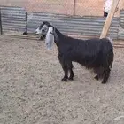 عارضيه خصم دااافع شرط 4 شهور