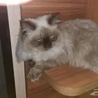 قط هملايا للتبني بعمر 8 شهور ذكر