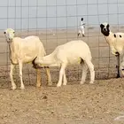 غنم خلفات رفيد العدد 2 تحتها 2